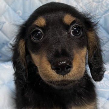 ミニチュアダックスフンド(ロング)【広島県・女の子・2023年4月13日・ブラック&タン①】の写真「しっかりした女の子❤️」