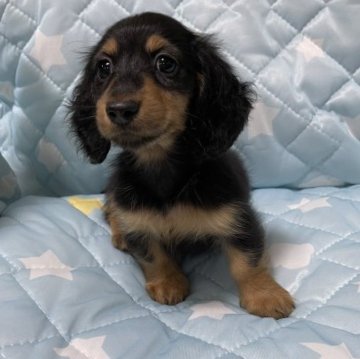 ミニチュアダックスフンド(ロング)【広島県・女の子・2023年4月9日・ブラック&タン】の写真「可愛い女の子😍」