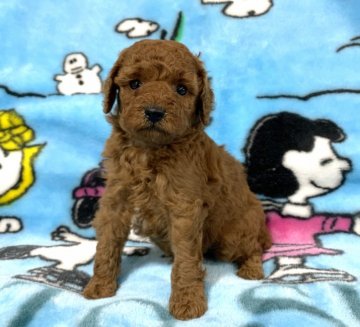 トイプードル(タイニー)【広島県・男の子・2021年9月6日・レッド〜アプリコット】の写真「💕とても可愛いお顔の男の子✨PRAクリア💕」