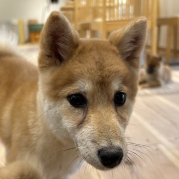 柴犬(豆柴)【広島県・女の子・2023年12月5日・赤】の写真「元気な女の子✨」