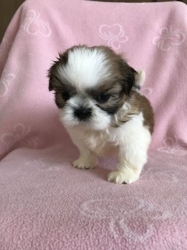 シーズー【広島県・男の子・2017年6月10日・ホワイト&ゴールド】の写真「💕小ぶりでとても綺麗なお顔の男の子です💕」