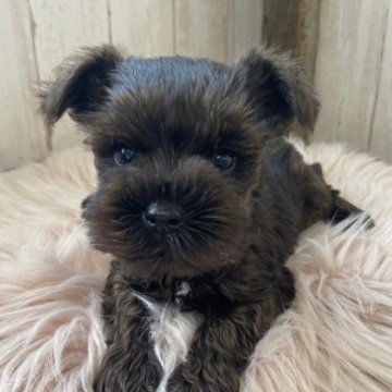 ミニチュアシュナウザー【広島県・女の子・2023年6月11日・ソルト&ペッパー】の写真「☺️とっても小さい女の子☺️」