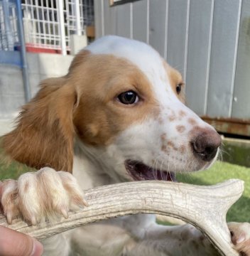 イングリッシュセッター【広島県・男の子・2021年7月12日・白オレンジ】の写真「✨💕イングリッシュセター🍀男の子💕✨」