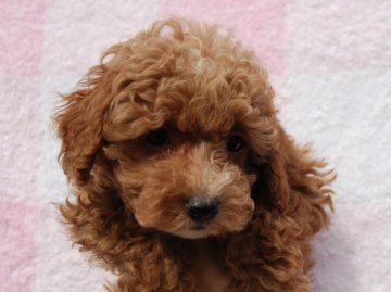 トイプードル(トイ)【広島県・女の子・2011年7月31日・レッド】の写真「」