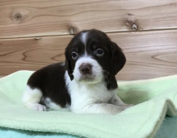 ブリタニースパニエル【広島県・男の子・2019年7月30日・白リバー】の写真「💕✨米系！可愛いきれいな仔犬です✨💕」