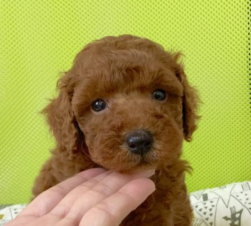 トイプードル(タイニー)【広島県・男の子・2021年4月15日・レッド】の写真「💕可愛いお顔の男の子✨PRAクリア💕」