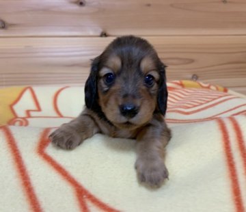 ミニチュアダックスフンド(ロング)【広島県・男の子・2020年6月3日・レッド 〜シェィテッドレッド】の写真「💕可愛い兄弟生まれました💕」