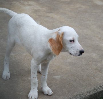 イングリッシュセッター【広島県・女の子・2014年6月8日・白オレンヂ】の写真「」