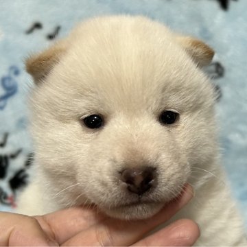 柴犬(豆柴)【広島県・男の子・2023年11月25日・白】の写真「しっかりした男の子😊」