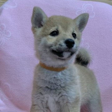 柴犬(豆柴)【広島県・女の子・2022年10月23日・赤】の写真「❤️✨可愛い女の子☘️GM1発症無し✨❤️」