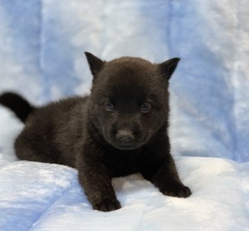 甲斐犬【広島県・男の子・2020年11月7日・黒虎毛】の写真「🍀きれいな黒虎❤️骨格しっかり🍀」