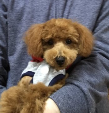 トイプードル(タイニー)【広島県・男の子・2018年8月8日・レッド】の写真「🍀明るいレッド✨元気な仔犬です🍀」