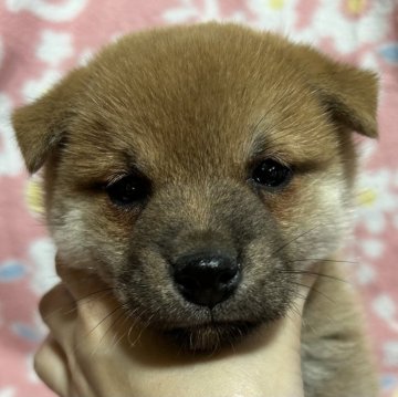 柴犬(豆柴)【広島県・男の子・2024年1月3日・赤】の写真「しっかりした男の子🍀」