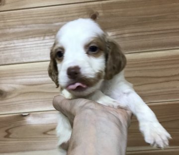 ブリタニースパニエル【広島県・男の子・2019年7月30日・白オレンジ】の写真「💕✨米系！可愛いきれいな仔犬です✨💕」