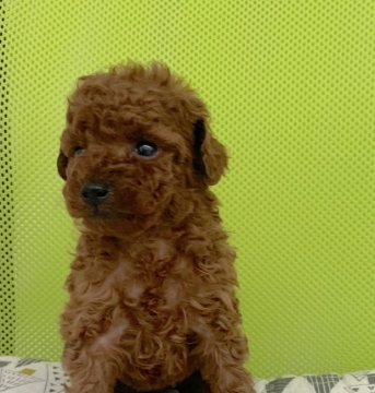 トイプードル(タイニー)【広島県・女の子・2019年10月20日・レッド】の写真「🌟濃いレッドの女の子🌟PRAクリア💕」