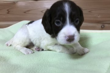 ブリタニースパニエル【広島県・女の子・2019年7月30日・白リバー】の写真「💕✨米系！可愛いきれいな仔犬です✨💕」