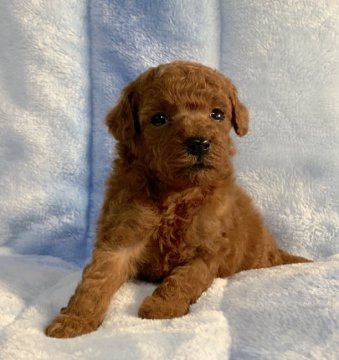 トイプードル(タイニー)【広島県・男の子・2020年12月18日・レッド】の写真「💕可愛いお顔のレッド君✨PRAクリア💕」