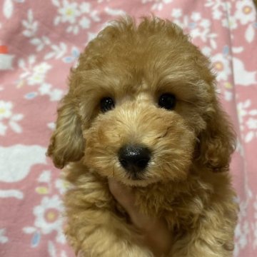 トイプードル(トイ)【広島県・女の子・2023年3月22日・アプリコット②】の写真「とっても可愛い女の子❤️PRA発症しません✨」