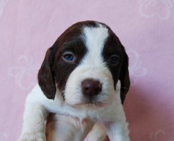 ブリタニースパニエル【広島県・女の子・2014年3月24日・白リバー】の写真「とてもきれいな仔犬たち^^♪」