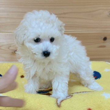 トイプードル(タイニー)【広島県・男の子・2020年1月20日・ホワイト】の写真「優良血統✨綺麗なピュアホワイト❤️PRA発症なし」