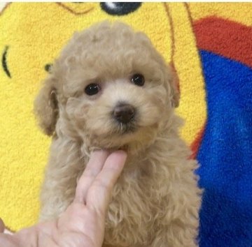 トイプードル(タイニー)【広島県・男の子・2019年7月7日・アプリコット～クリーム】の写真「🌟七夕さま生まれの男の子🌟PRAクリア💕」