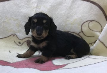 ミニチュアダックスフンド(ロング)【広島県・女の子・2018年6月30日・ブラック&イエロー】の写真「✨💖CH直子！ 綺麗なお顔の女の子💖✨🍀」