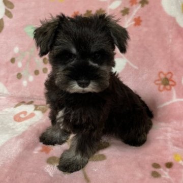 ミニチュアシュナウザー【広島県・女の子・2023年2月16日・ソルト&ペッパー  ④】の写真「💕小ぶり☘️抜け毛のない飼いやすい子です💕」