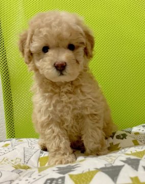 トイプードル(タイニー)【広島県・女の子・2020年7月18日・アプリコット】の写真「💕可愛いお顔のアプリちゃん✨PRA発症なし💕」