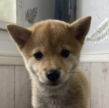 柴犬(豆柴)【広島県・女の子・2023年6月6日・赤①】の写真「😍人気の豆柴女の子😍」