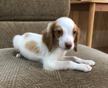 ブリタニースパニエル【広島県・男の子・2018年5月18日・白オレンジ】の写真「✨💕米系！可愛いきれいな仔犬です✨💕✨」