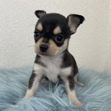 チワワ(スムース)【広島県・女の子・2024年4月25日・ブラック&クリーム】の写真「💕美人な女の子💕」