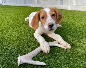 イングリッシュセッター【広島県・女の子・2021年7月12日・白オレンジ】の写真「✨💕イングリッシュセター🍀女の子💕✨」