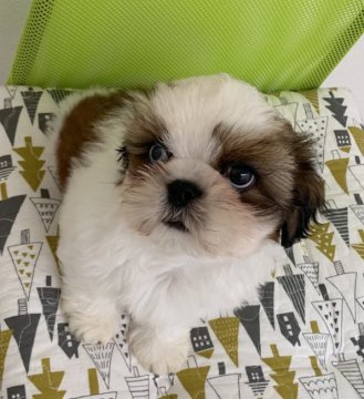 シーズー【広島県・男の子・2019年9月12日・ホワイト&ゴールド】の写真「☘️✨元気で明るい男の子✨☘️」