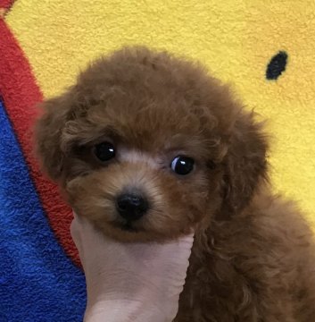 トイプードル(タイニー)【広島県・男の子・2018年8月7日・レッド】の写真「💕ちっちゃくても元気いっぱい💕」