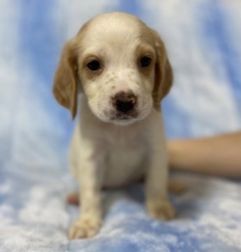 イングリッシュセッター【広島県・女の子・2021年7月12日・白オレンジ】の写真「✨💕イングリッシュセター🍀女の子💕✨」
