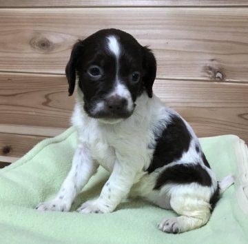 ブリタニースパニエル【広島県・女の子・2019年7月30日・白リバー】の写真「💕✨米系！とても可愛い仔犬です✨💕」