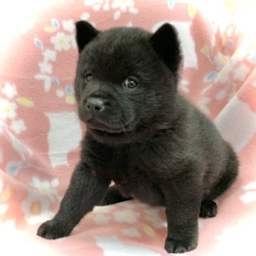 甲斐犬【広島県・女の子・2022年11月28日・黒虎毛】の写真「🍀人気の黒虎❤️骨格しっかり🍀」