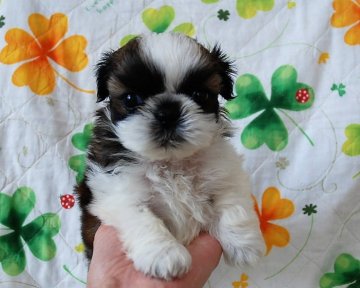 シーズー【広島県・女の子・2016年2月18日・ゴールド&ホワイト】の写真「とってもチビちゃんです(#^^#)」