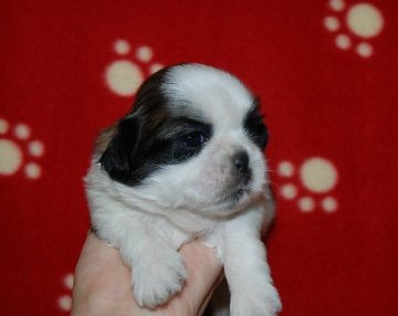 シーズー【広島県・女の子・2015年5月24日・ホワイト&ゴールド】の写真「とても濃い綺麗なカラーです(#^.^#)」