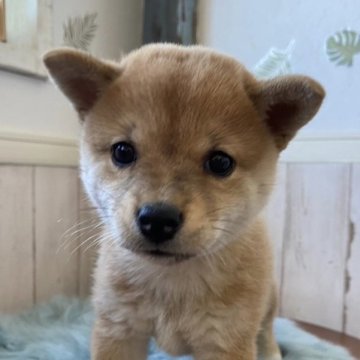 柴犬(豆柴)【広島県・女の子・2023年6月18日・赤】の写真「😍とっても可愛い女の子😍」