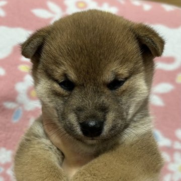 柴犬(豆柴)【広島県・女の子・2023年12月22日・赤】の写真「濃い赤の女の子✨」