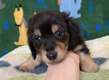 ミニチュアダックスフンド(ロング)【広島県・男の子・2020年3月13日・ブラック&イエロー】の写真「💖CH直子!カワイイ男の子💖PRA発症なし✨」