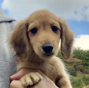 ミニチュアダックスフンド(ロング)【広島県・男の子・2021年8月25日・イエロー】の写真「💕✨可愛い男の子😍PRA発症なし✨💕」