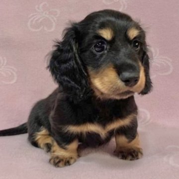 ミニチュアダックスフンド(ロング)【広島県・男の子・2022年10月16日・ブラック&タン】の写真「✨💕人気のブラック&タン💕✨PRA発症なし✨」