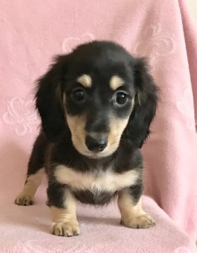 ミニチュアダックスフンド(ロング)【広島県・男の子・2017年6月14日・ブラック&イエロー】の写真「💛CH直子！きれいなお顔の王子さま💛」