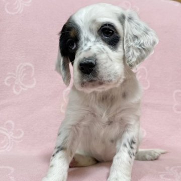 イングリッシュセッター【広島県・女の子・2023年1月22日・白黒タン】の写真「✨💕イングリッシュセター🍀女の子💕✨」