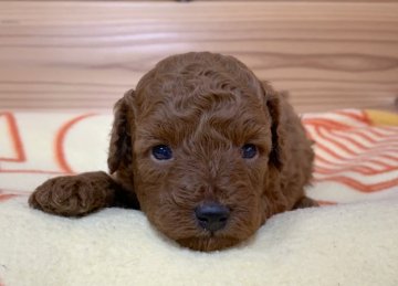 トイプードル(トイ)【広島県・男の子・2020年6月7日・レッド】の写真「🍀きれいなディープレッド🍀PRAクリア💕」