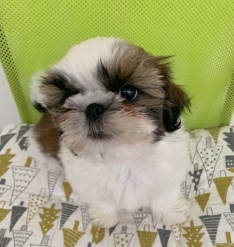 シーズー【広島県・女の子・2019年9月12日・ホワイト&ゴールド】の写真「💕✨とても明るい女の子✨💕🎄」