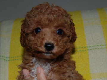 トイプードル(トイ)【広島県・女の子・2011年7月31日・レッド】の写真「」