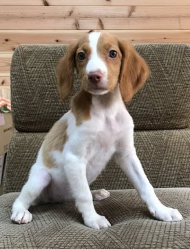 ブリタニースパニエル【広島県・女の子・2018年5月18日・白オレンジ】の写真「💕米系！可愛いきれいな仔犬です✨💕」